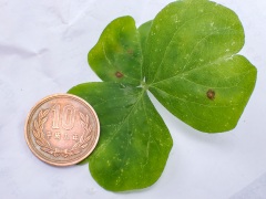 ムラサキカタバミの葉で10円玉がきれいになったよ ムラサキカタバミの葉で10円玉がきれいになったよ