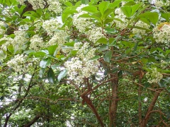 サンゴジュの花 サンゴジュの花