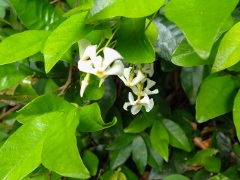 テイカカズラの花 テイカカズラの花