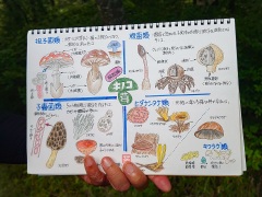 星野会長のキノコの解説 星野会長のキノコの解説