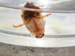 ハイイロゲンゴロウの腹側