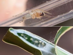 ヤマトコマチグモの親と子 ヤマトコマチグモの親と子