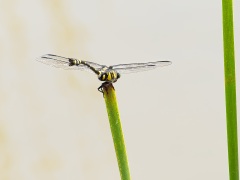 ウチワヤンマ