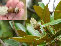 タイサンボクの果実 タイサンボクの果実