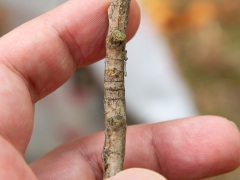 オガタマノキの枝はぐるりと筋がある オガタマノキの枝はぐるりと筋がある