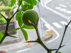 カラタチの果実 カラタチの果実