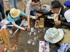 セミの抜け殻色々 セミの抜け殻色々