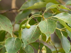 クスノキの果実