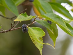 ムクノキの果実