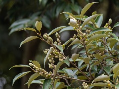 スダジイの果実