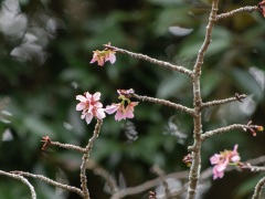 サクラの狂い咲き