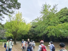 イチョウの雄株と雌株