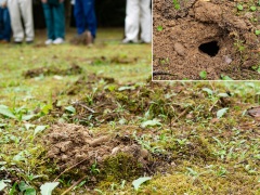 モグラ塚とモグラの穴
