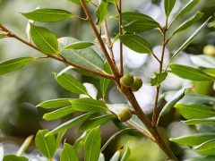 ツクバネガシの果実