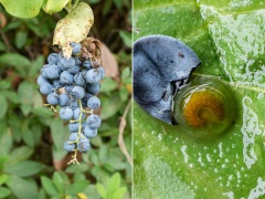 アオツヅラフジの果実