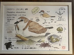 展示イラスト シロチドリ 展示イラスト シロチドリ