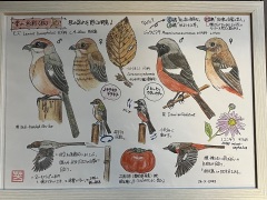 展示イラスト 季の色彩秋