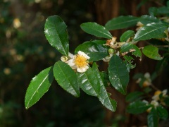 チャノキの花