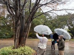 樹幹流の解説