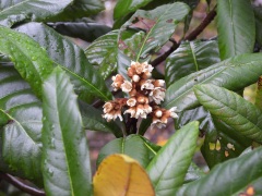 ビワの花