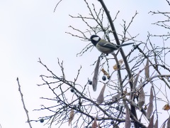 シジュウカラ