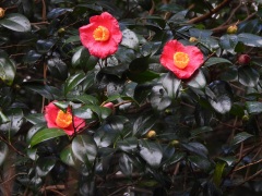 ユキバタツバキ