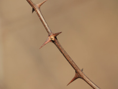 ニセアカシアの冬芽