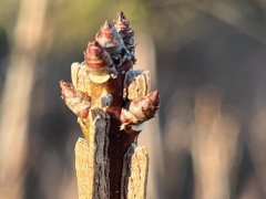 ニシキギの冬芽