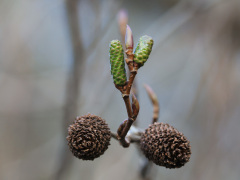 オオバヤシャブシ　冬芽と実