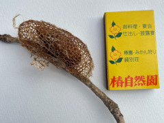 クスサンの繭　すかし俵