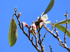オガタマノキの花　26年3月8日豊橋公園