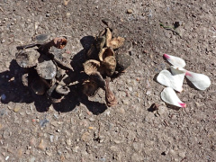 オダタマノキの落下した実と花弁