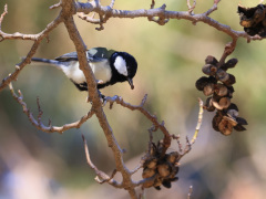 オガタマノキの実を啄むシジュウカラ