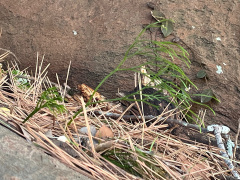 イスノキの根元に生えるマツバラン