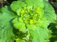 ヤマネコノメソウ