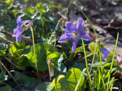 タチツボスミレ