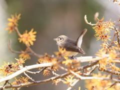 ニシオジロビタキ