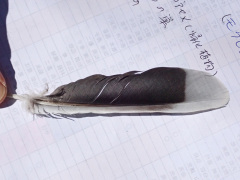 キジバトの尾羽