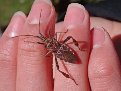 マツヘリカメムシ