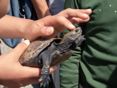 音羽川のイシガメ