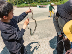 アオダイショウ