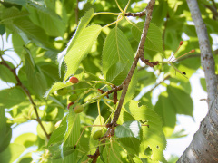 オオシマザクラ