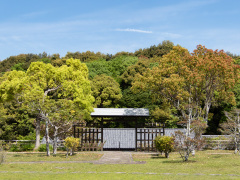 クスノキ