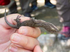 ヤモリ