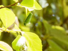 エゴツルクビオトシブミ
