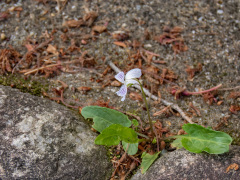 アリアケスミレ