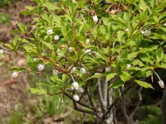 ドウダンツツジ