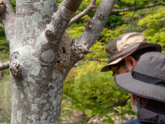 ドロバチの仲間の巣