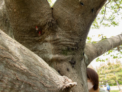 ヨコヅナサシガメ