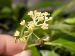 クスノキの花